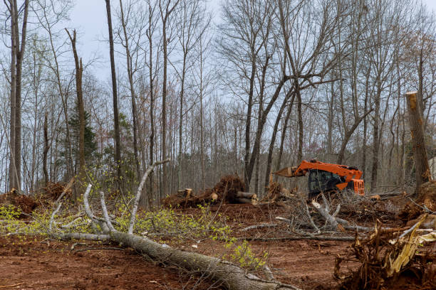 Best Hazardous Tree Removal  in Mount Pleasant, WI